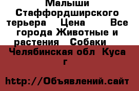 Малыши Стаффордширского терьера  › Цена ­ 1 - Все города Животные и растения » Собаки   . Челябинская обл.,Куса г.